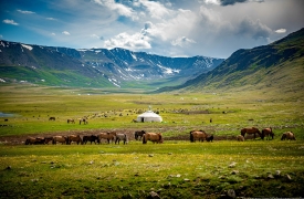 Mongolian animals grazing in the summer pasture