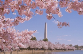 Washington monument during Cherry Blossom Festival in Washington DC, USA