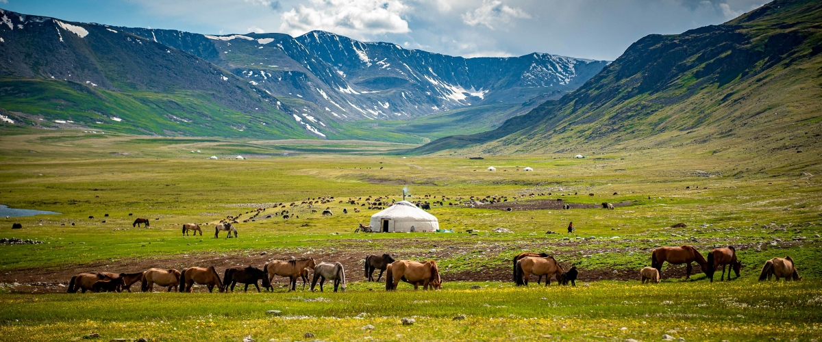 Mongolian animals grazing in the summer pasture